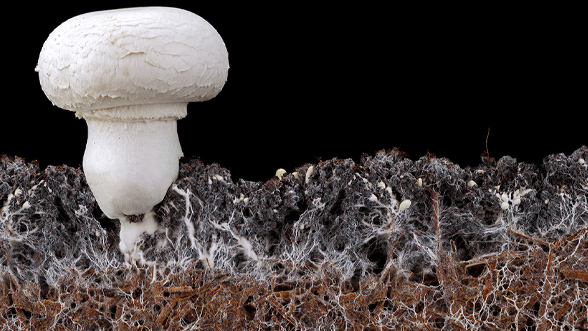 Filamentous fungi